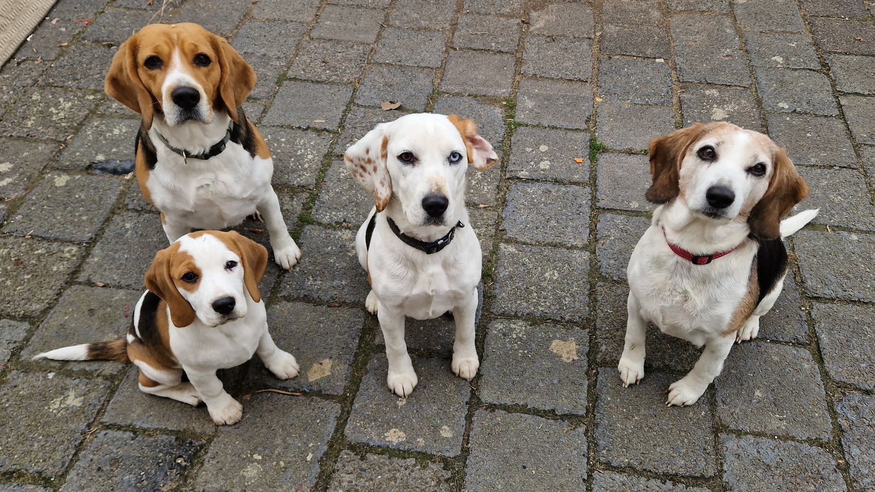 Beaglezucht_Polleben_Start